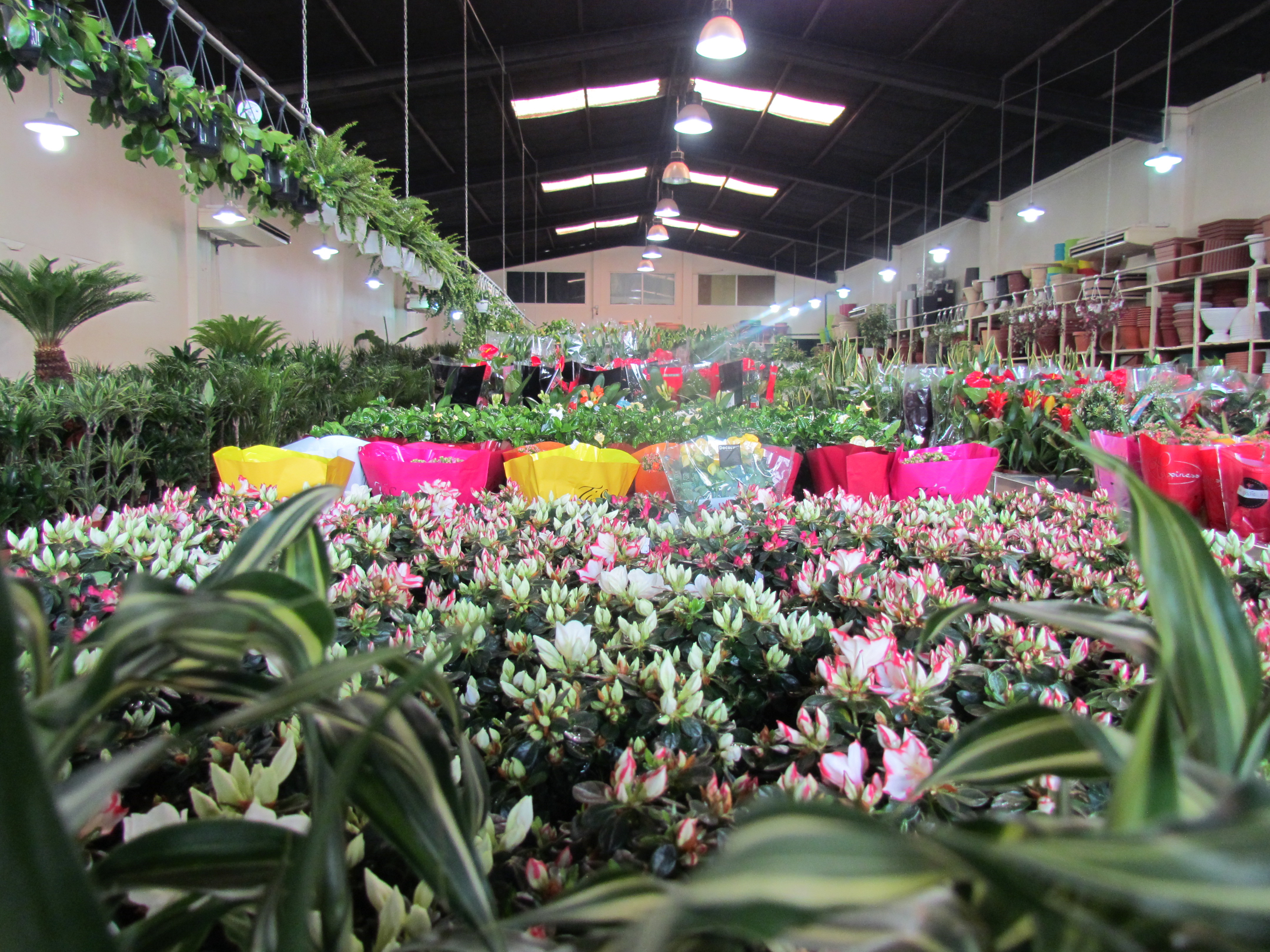 Best Plant Nursery in Kuwait