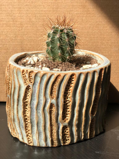Best Cacti Potting Soil